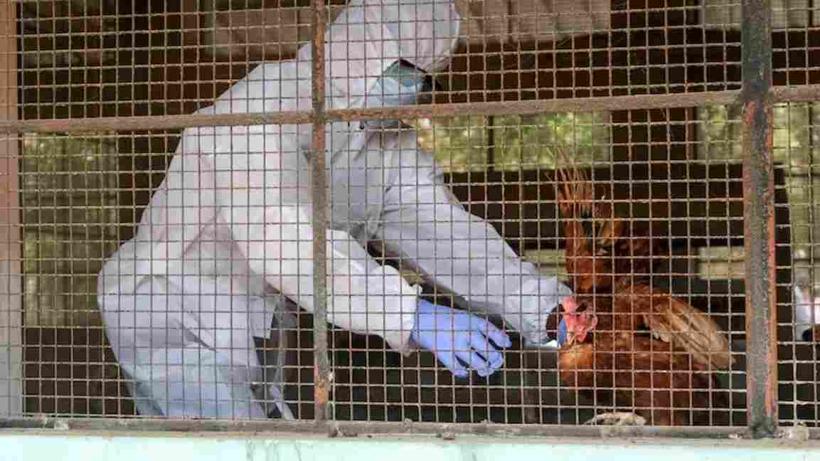 Bird Flu Alert in Tamil Nadu: Why Authorities Remove Birds During Avian Influenza Outbreaks